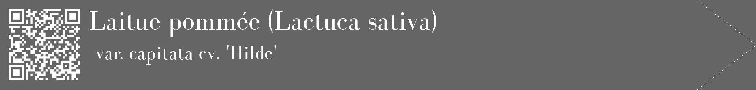 Étiquette de : Lactuca sativa var. capitata cv. 'Hilde' - format c - style blanche32_simple_simplebod avec qrcode et comestibilité