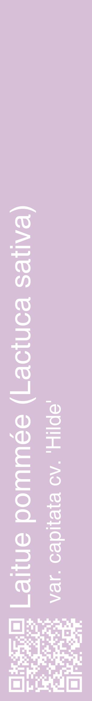 Étiquette de : Lactuca sativa var. capitata cv. 'Hilde' - format c - style blanche54_basiquehel avec qrcode et comestibilité
