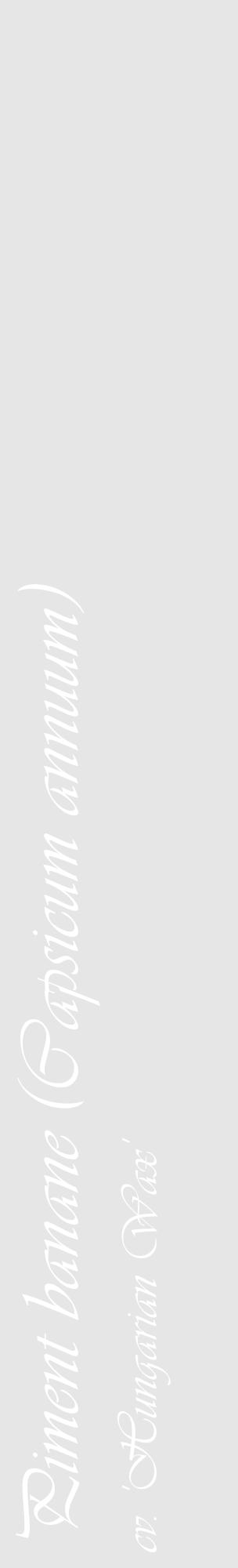 Étiquette de : Capsicum annuum cv. 'Hungarian Wax' - format c - style blanche18_basique_basiqueviv avec comestibilité - position verticale