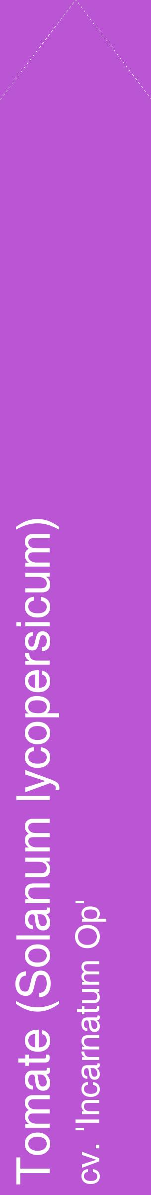Étiquette de : Solanum lycopersicum cv. 'Incarnatum Op' - format c - style blanche50_simplehel avec comestibilité