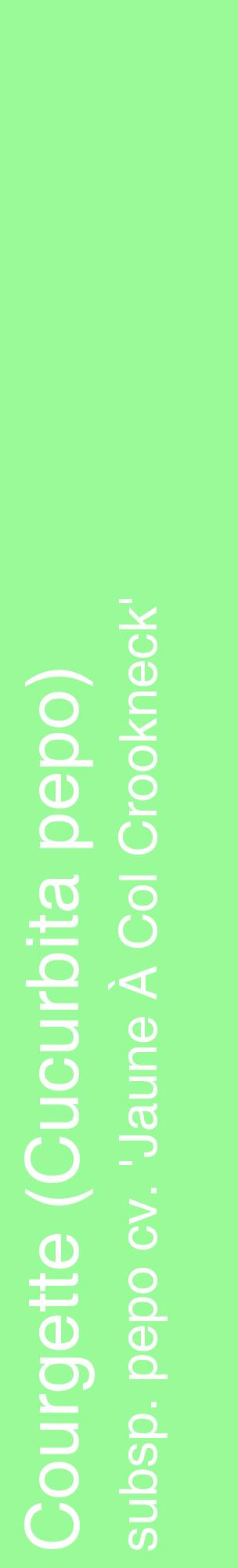 Étiquette de : Cucurbita pepo subsp. pepo cv. 'Jaune À Col Crookneck' - format c - style blanche14_basiquehel avec comestibilité