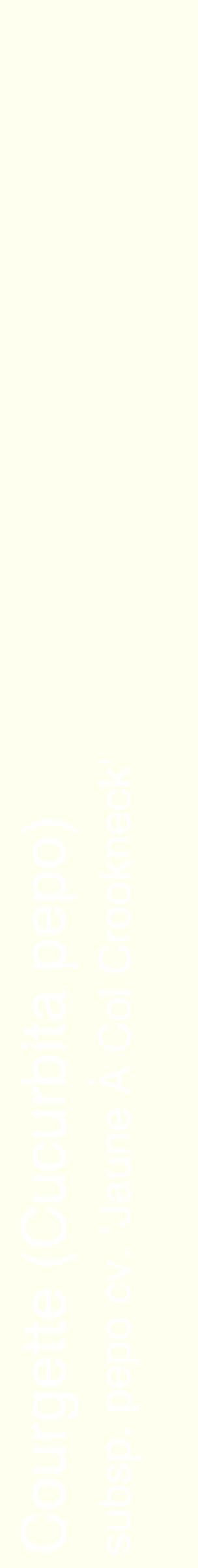Étiquette de : Cucurbita pepo subsp. pepo cv. 'Jaune À Col Crookneck' - format c - style blanche19_simplehel avec comestibilité