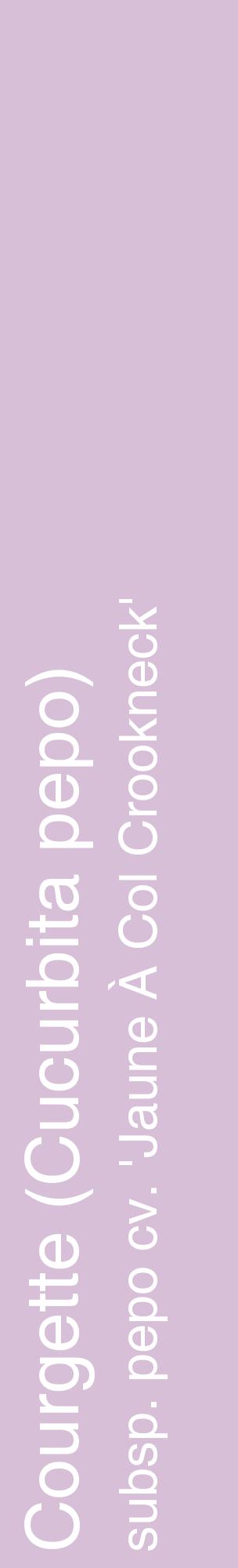 Étiquette de : Cucurbita pepo subsp. pepo cv. 'Jaune À Col Crookneck' - format c - style blanche54_basiquehel avec comestibilité