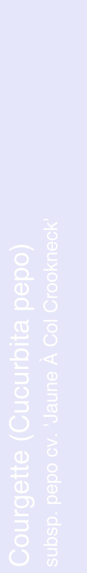 Étiquette de : Cucurbita pepo subsp. pepo cv. 'Jaune À Col Crookneck' - format c - style blanche55_basiquehel avec comestibilité