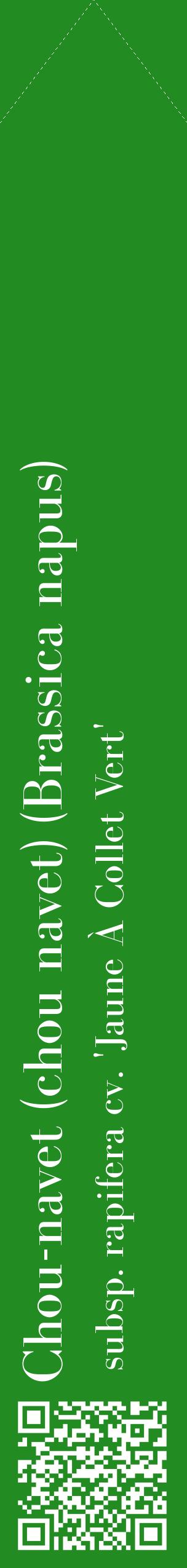 Étiquette de : Brassica napus subsp. rapifera cv. 'Jaune À Collet Vert' - format c - style blanche10_simplebod avec qrcode et comestibilité