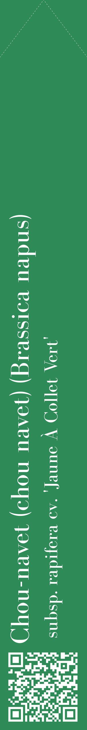 Étiquette de : Brassica napus subsp. rapifera cv. 'Jaune À Collet Vert' - format c - style blanche11_simplebod avec qrcode et comestibilité