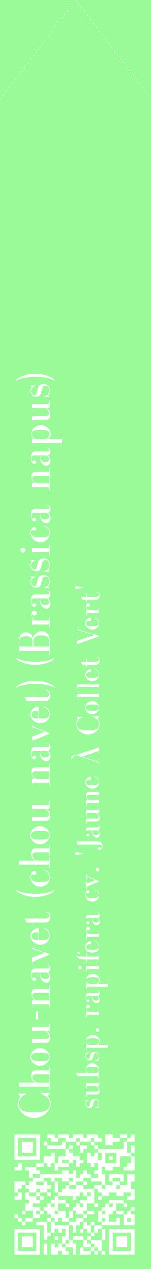 Étiquette de : Brassica napus subsp. rapifera cv. 'Jaune À Collet Vert' - format c - style blanche14_simplebod avec qrcode et comestibilité