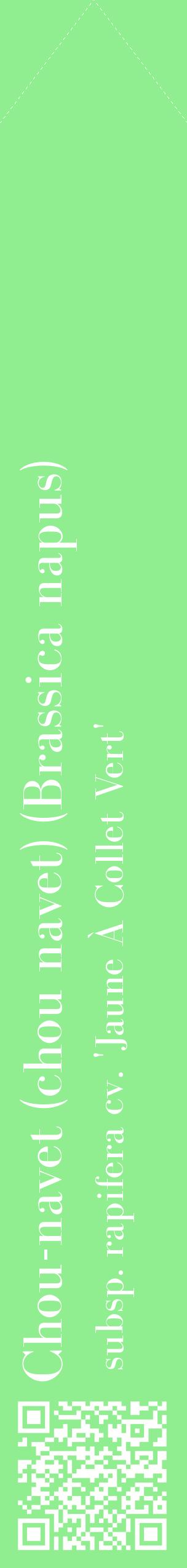 Étiquette de : Brassica napus subsp. rapifera cv. 'Jaune À Collet Vert' - format c - style blanche15_simplebod avec qrcode et comestibilité