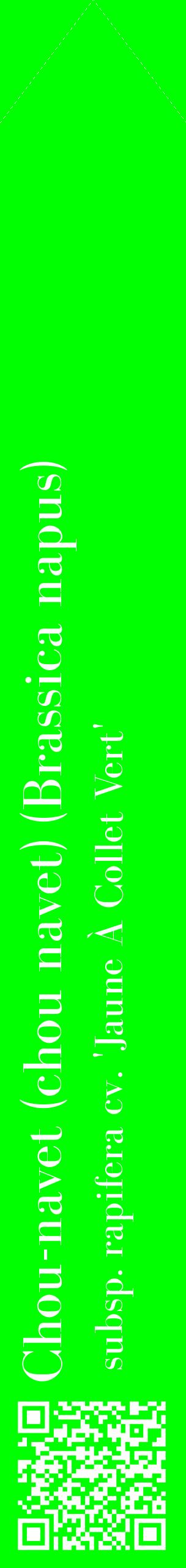 Étiquette de : Brassica napus subsp. rapifera cv. 'Jaune À Collet Vert' - format c - style blanche16_simplebod avec qrcode et comestibilité