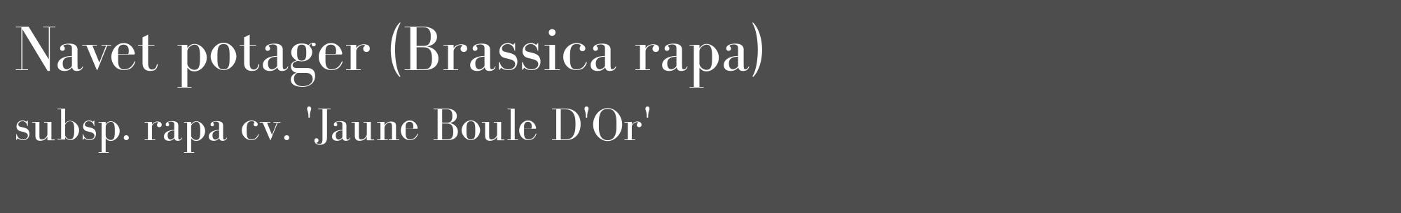 Étiquette de : Brassica rapa subsp. rapa cv. 'Jaune Boule D'Or' - format c - style blanche28_basique_basiquebod avec comestibilité