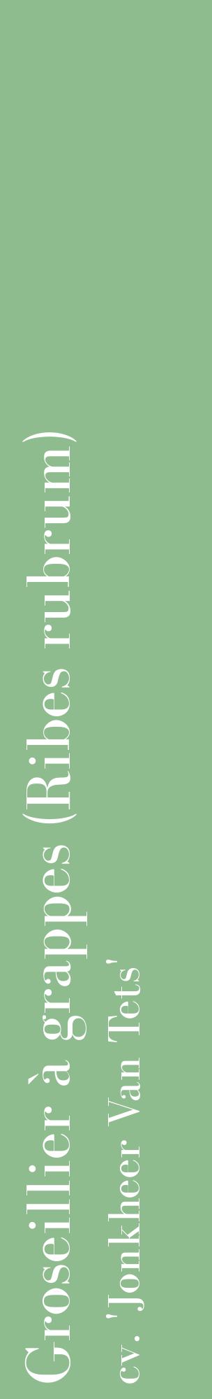 Étiquette de : Ribes rubrum cv. 'Jonkheer Van Tets' - format c - style blanche13_basiquebod avec comestibilité