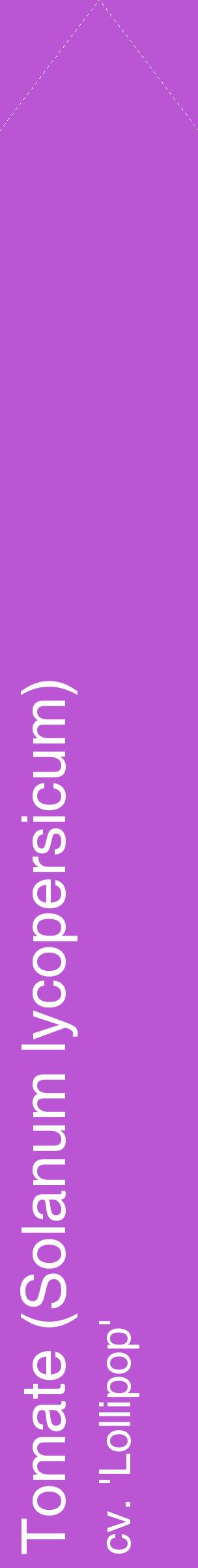Étiquette de : Solanum lycopersicum cv. 'Lollipop' - format c - style blanche50_simplehel avec comestibilité