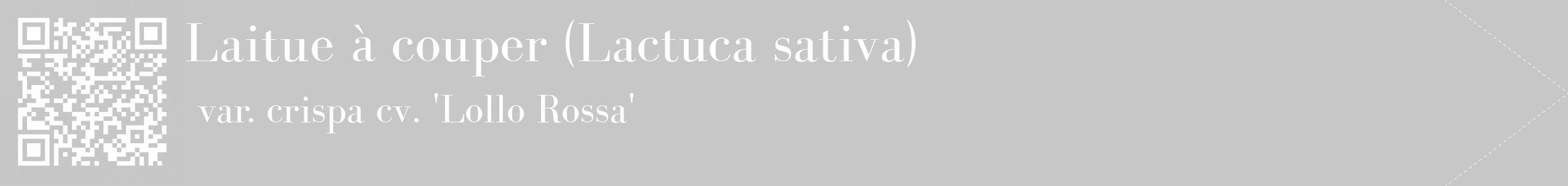 Étiquette de : Lactuca sativa var. crispa cv. 'Lollo Rossa' - format c - style blanche15_simple_simplebod avec qrcode et comestibilité
