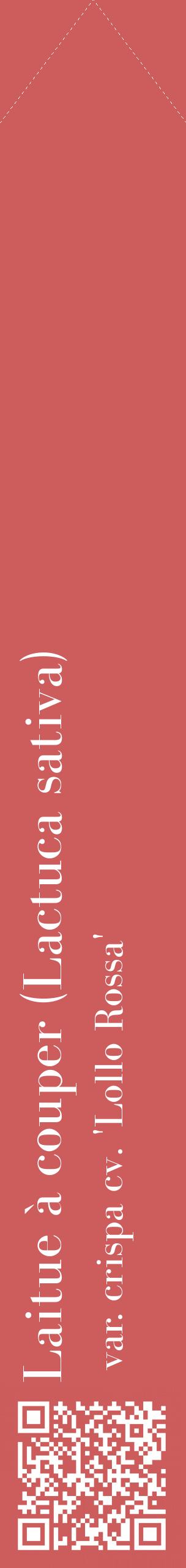 Étiquette de : Lactuca sativa var. crispa cv. 'Lollo Rossa' - format c - style blanche35_simplebod avec qrcode et comestibilité