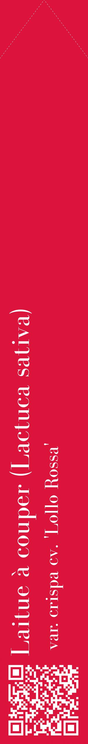 Étiquette de : Lactuca sativa var. crispa cv. 'Lollo Rossa' - format c - style blanche36_simplebod avec qrcode et comestibilité