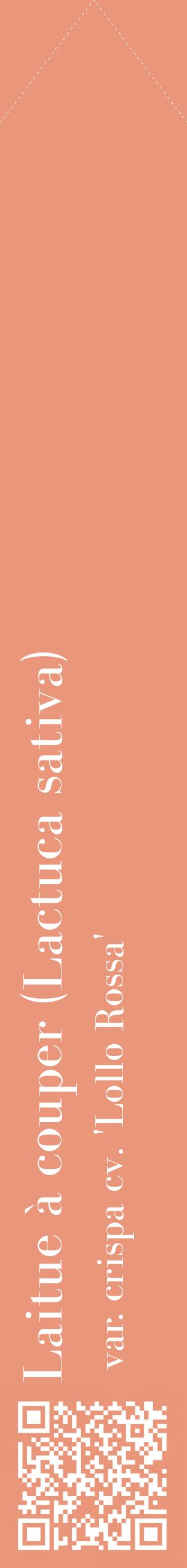 Étiquette de : Lactuca sativa var. crispa cv. 'Lollo Rossa' - format c - style blanche37_simplebod avec qrcode et comestibilité