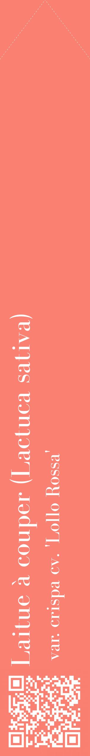 Étiquette de : Lactuca sativa var. crispa cv. 'Lollo Rossa' - format c - style blanche38_simplebod avec qrcode et comestibilité