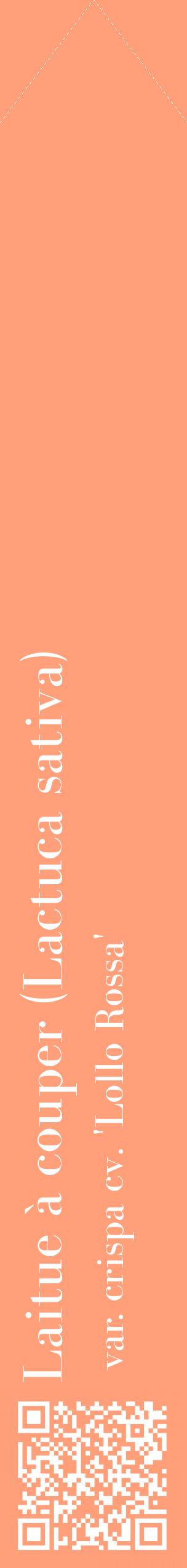 Étiquette de : Lactuca sativa var. crispa cv. 'Lollo Rossa' - format c - style blanche39_simplebod avec qrcode et comestibilité