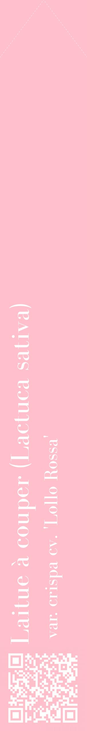 Étiquette de : Lactuca sativa var. crispa cv. 'Lollo Rossa' - format c - style blanche40_simplebod avec qrcode et comestibilité