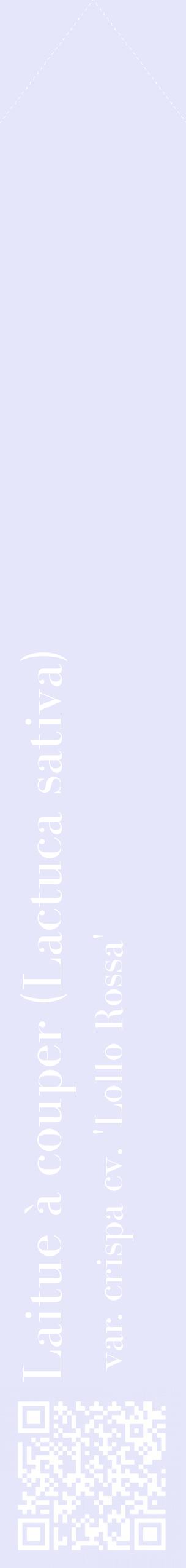 Étiquette de : Lactuca sativa var. crispa cv. 'Lollo Rossa' - format c - style blanche55_simplebod avec qrcode et comestibilité