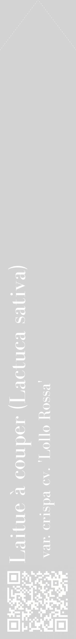 Étiquette de : Lactuca sativa var. crispa cv. 'Lollo Rossa' - format c - style blanche56_simplebod avec qrcode et comestibilité