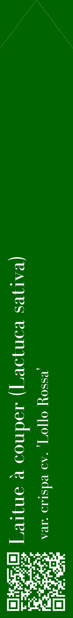 Étiquette de : Lactuca sativa var. crispa cv. 'Lollo Rossa' - format c - style blanche8_simplebod avec qrcode et comestibilité