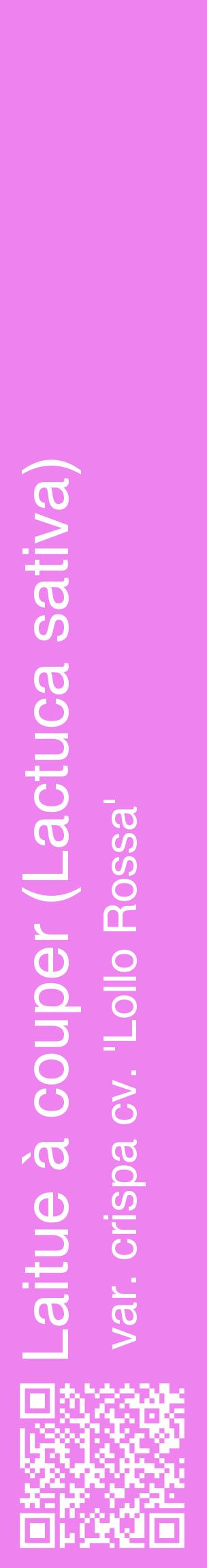 Étiquette de : Lactuca sativa var. crispa cv. 'Lollo Rossa' - format c - style blanche53_basiquehel avec qrcode et comestibilité