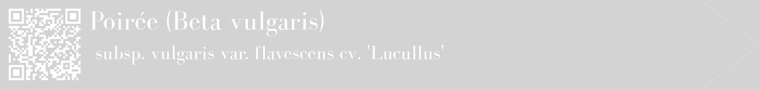 Étiquette de : Beta vulgaris subsp. vulgaris var. flavescens cv. 'Lucullus' - format c - style blanche56_simple_simplebod avec qrcode et comestibilité