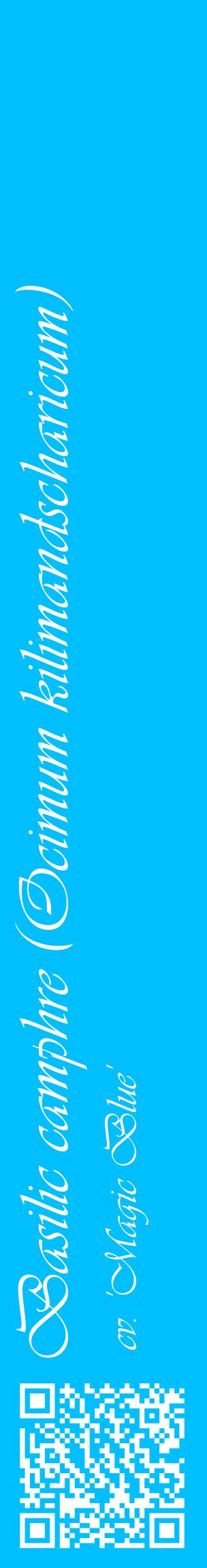 Étiquette de : Ocimum kilimandscharicum cv. 'Magic Blue' - format c - style blanche2_basiqueviv avec qrcode et comestibilité
