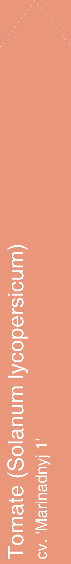 Étiquette de : Solanum lycopersicum cv. 'Marinadnyj 1' - format c - style blanche37_simplehel avec comestibilité