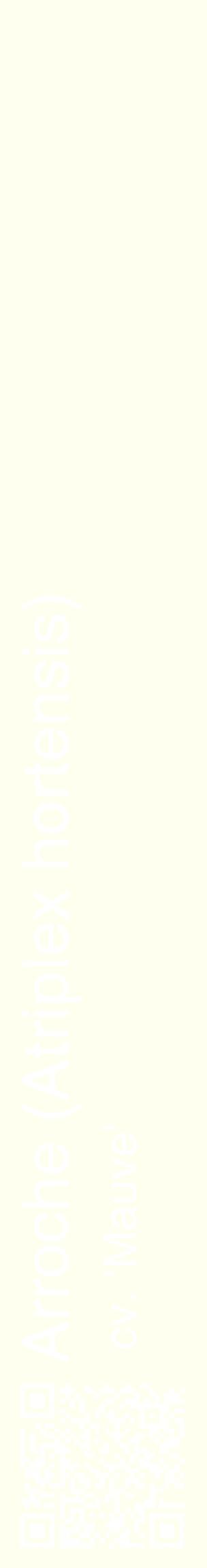 Étiquette de : Atriplex hortensis cv. 'Mauve' - format c - style blanche19_basiquehel avec qrcode et comestibilité