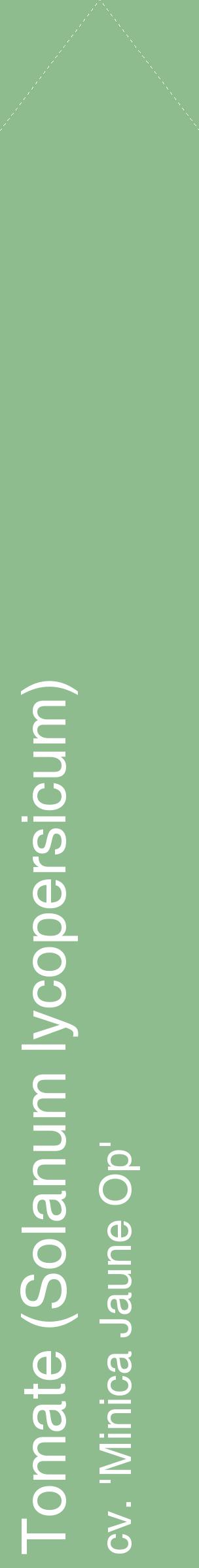 Étiquette de : Solanum lycopersicum cv. 'Minica Jaune Op' - format c - style blanche13_simplehel avec comestibilité