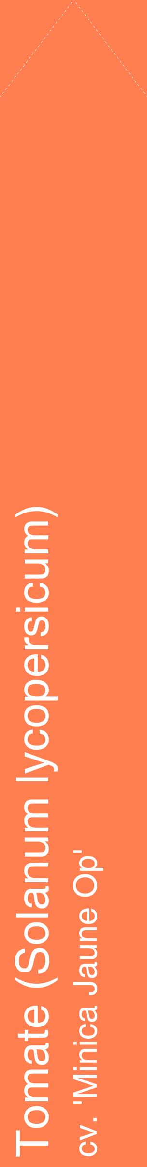 Étiquette de : Solanum lycopersicum cv. 'Minica Jaune Op' - format c - style blanche24_simplehel avec comestibilité
