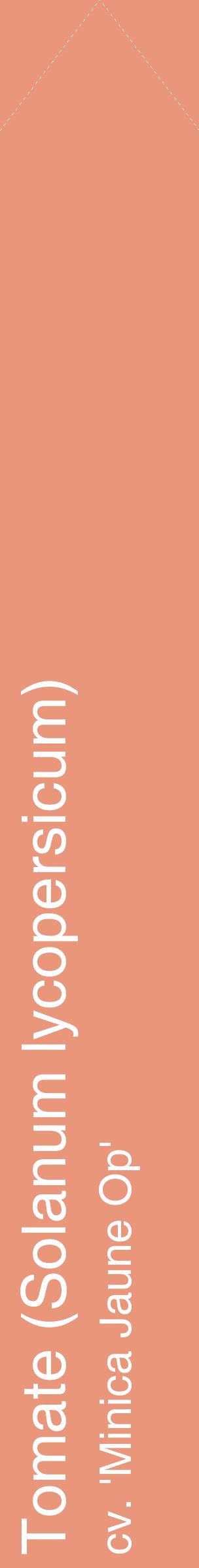 Étiquette de : Solanum lycopersicum cv. 'Minica Jaune Op' - format c - style blanche37_simplehel avec comestibilité