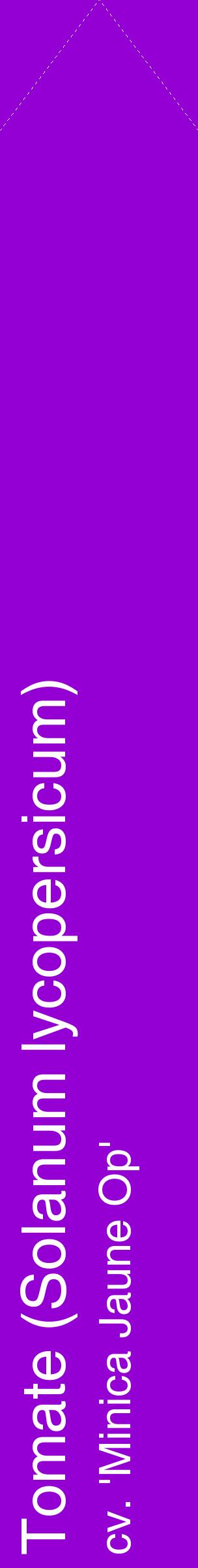 Étiquette de : Solanum lycopersicum cv. 'Minica Jaune Op' - format c - style blanche48_simplehel avec comestibilité