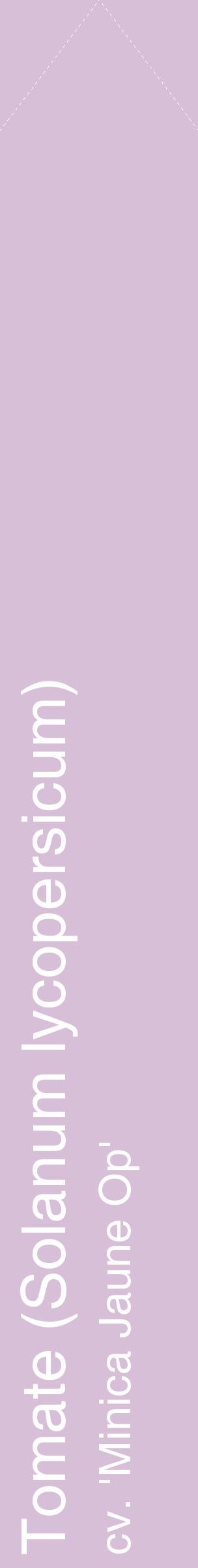 Étiquette de : Solanum lycopersicum cv. 'Minica Jaune Op' - format c - style blanche54_simplehel avec comestibilité