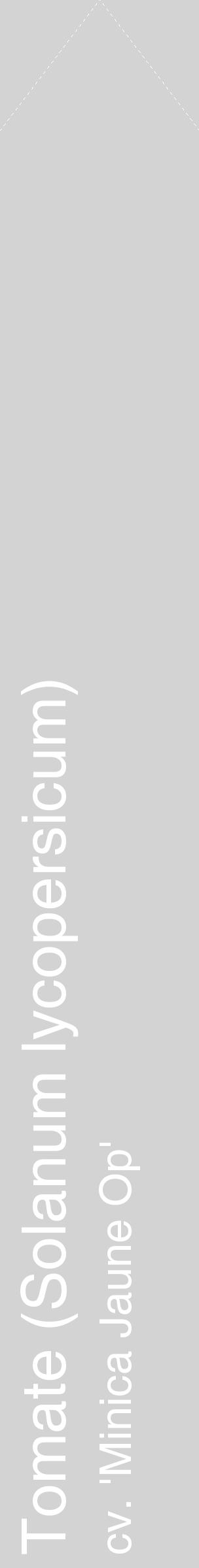 Étiquette de : Solanum lycopersicum cv. 'Minica Jaune Op' - format c - style blanche56_simplehel avec comestibilité