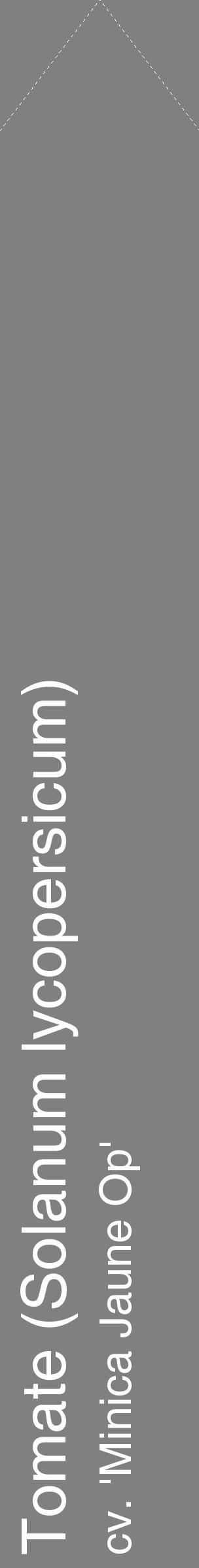 Étiquette de : Solanum lycopersicum cv. 'Minica Jaune Op' - format c - style blanche57_simplehel avec comestibilité