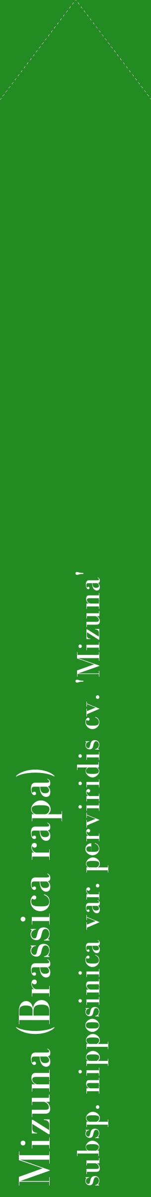 Étiquette de : Brassica rapa subsp. nipposinica var. perviridis cv. 'Mizuna' - format c - style blanche10_simplebod avec comestibilité
