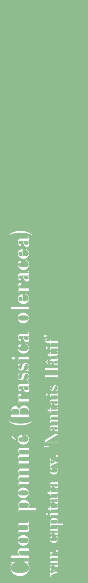 Étiquette de : Brassica oleracea var. capitata cv. 'Nantais Hâtif' - format c - style blanche13_basiquebod avec comestibilité