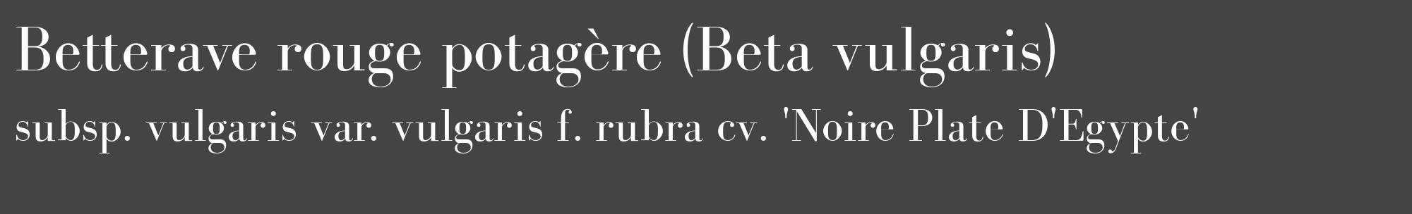 Étiquette de : Beta vulgaris subsp. vulgaris var. vulgaris f. rubra cv. 'Noire Plate D'Egypte' - format c - style blanche48_basique_basiquebod avec comestibilité