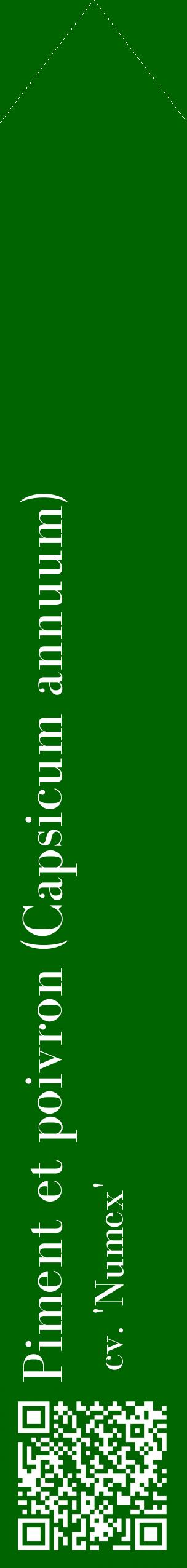 Étiquette de : Capsicum annuum cv. 'Numex' - format c - style blanche8_simplebod avec qrcode et comestibilité