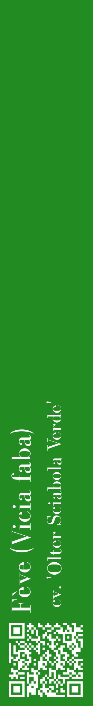 Étiquette de : Vicia faba cv. 'Olter Sciabola Verde' - format c - style blanche10_basiquebod avec qrcode et comestibilité