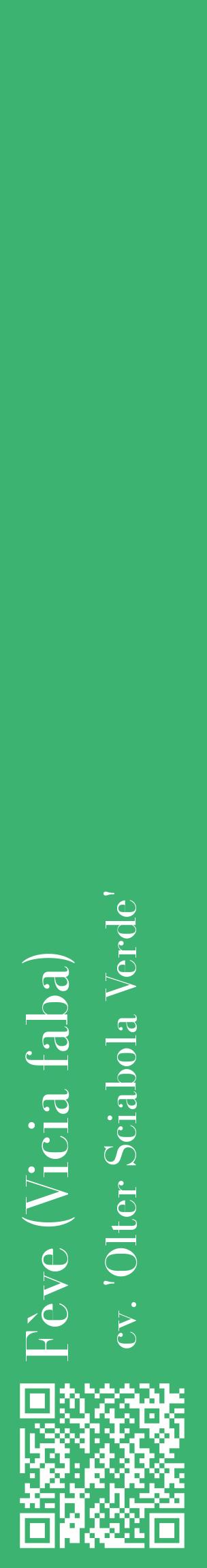 Étiquette de : Vicia faba cv. 'Olter Sciabola Verde' - format c - style blanche12_basiquebod avec qrcode et comestibilité