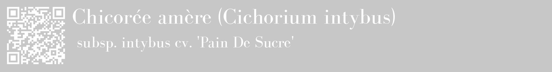 Étiquette de : Cichorium intybus subsp. intybus cv. 'Pain De Sucre' - format c - style blanche15_basique_basiquebod avec qrcode et comestibilité