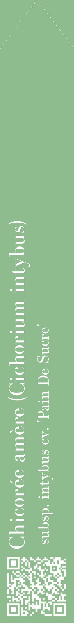 Étiquette de : Cichorium intybus subsp. intybus cv. 'Pain De Sucre' - format c - style blanche13_simplebod avec qrcode et comestibilité