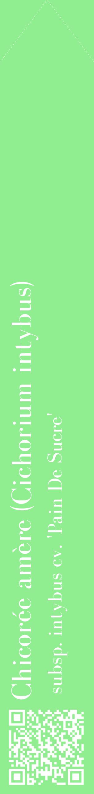 Étiquette de : Cichorium intybus subsp. intybus cv. 'Pain De Sucre' - format c - style blanche15_simplebod avec qrcode et comestibilité