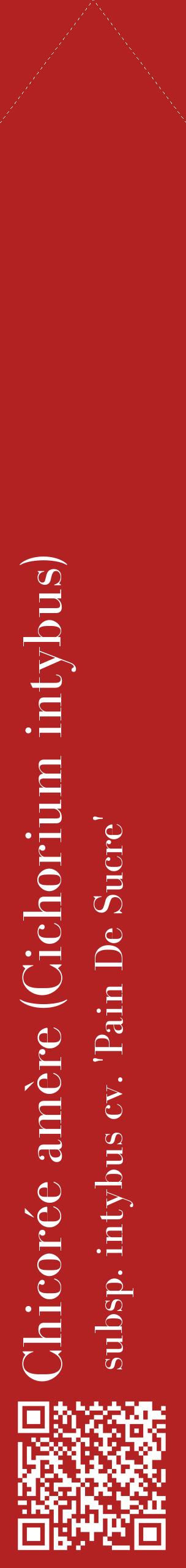 Étiquette de : Cichorium intybus subsp. intybus cv. 'Pain De Sucre' - format c - style blanche28_simplebod avec qrcode et comestibilité