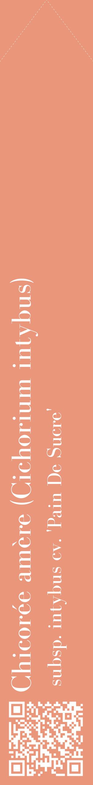Étiquette de : Cichorium intybus subsp. intybus cv. 'Pain De Sucre' - format c - style blanche37_simplebod avec qrcode et comestibilité