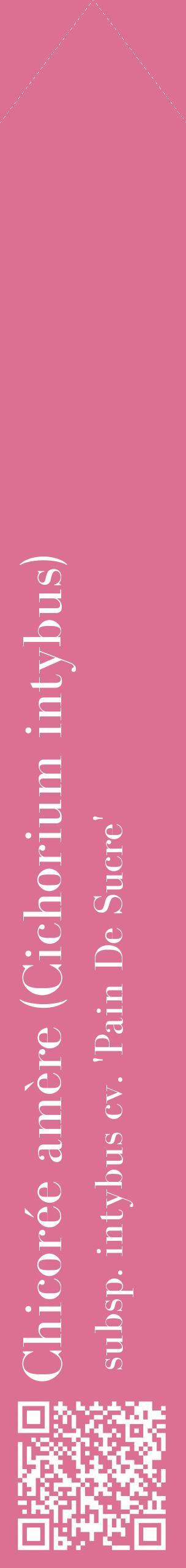Étiquette de : Cichorium intybus subsp. intybus cv. 'Pain De Sucre' - format c - style blanche44_simplebod avec qrcode et comestibilité